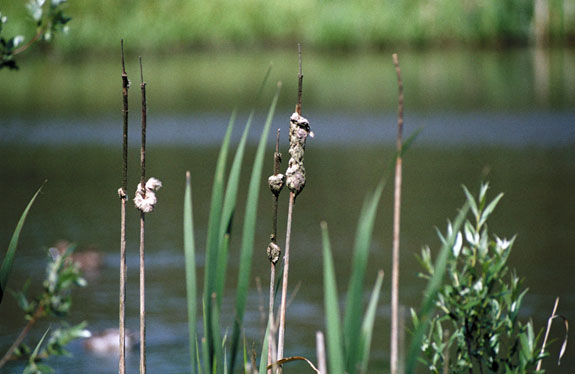 2006-april-rol04-0028.jpg