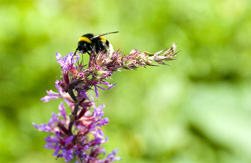 bee.jpg
