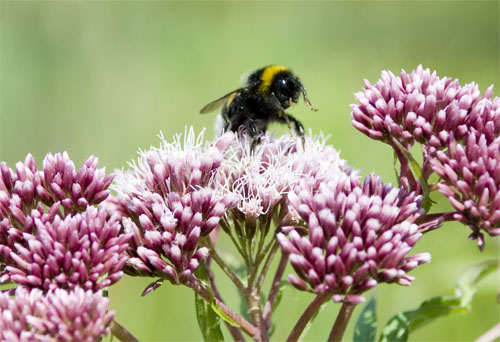 bee2.jpg