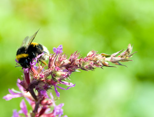 bee1.jpg