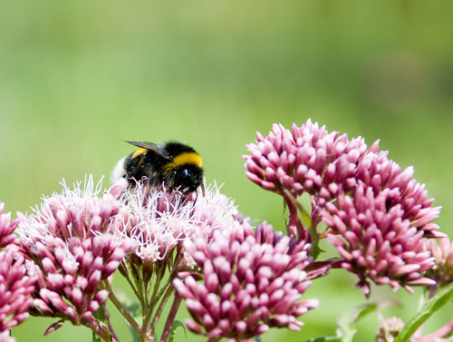 bee3.jpg