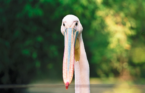 Burgers Zoo Pelikan