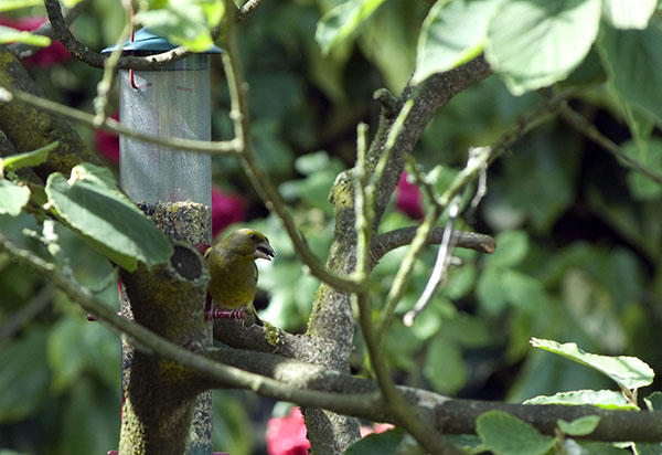 Bird Feeder