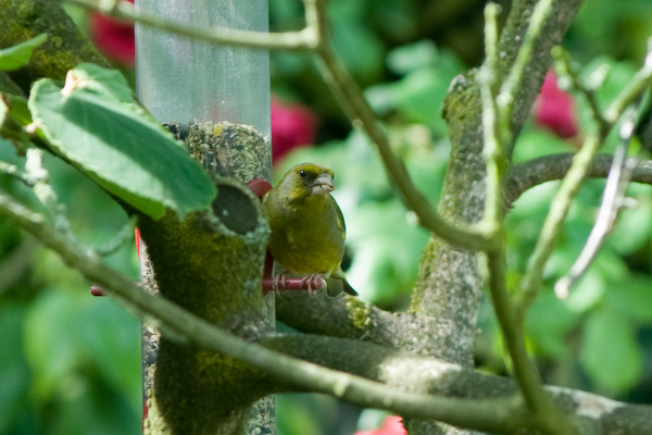 Bird Feeder