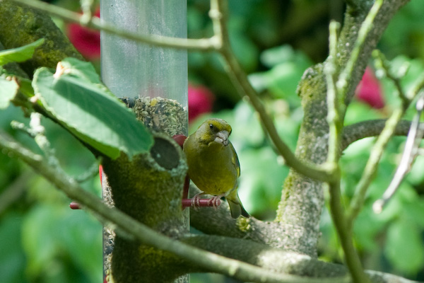 Bird feeder