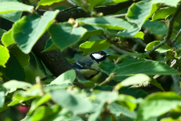 Bird Feeder