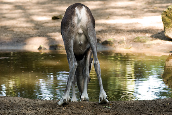 Burgers Zoo - Backside