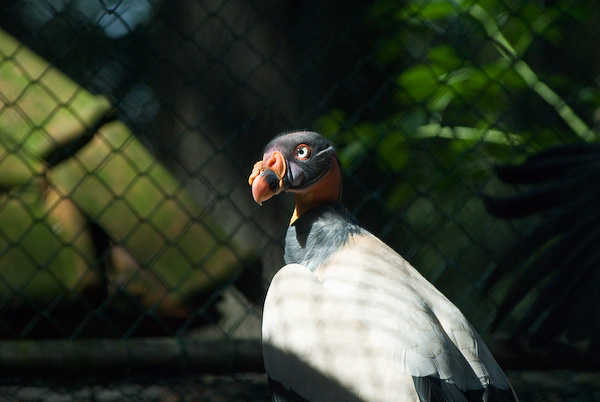 Burgers Zoo