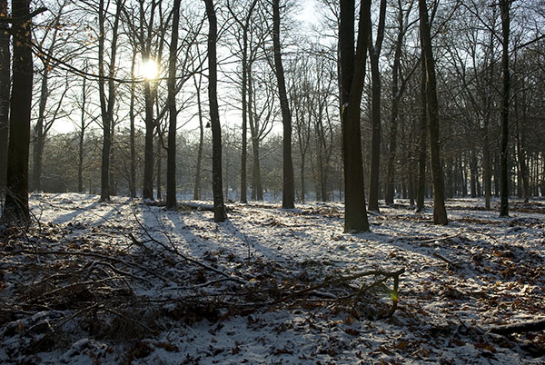 Veluwe Januari 2009