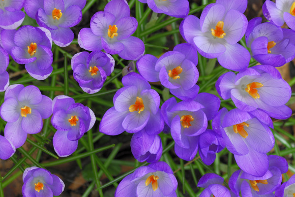 Spring