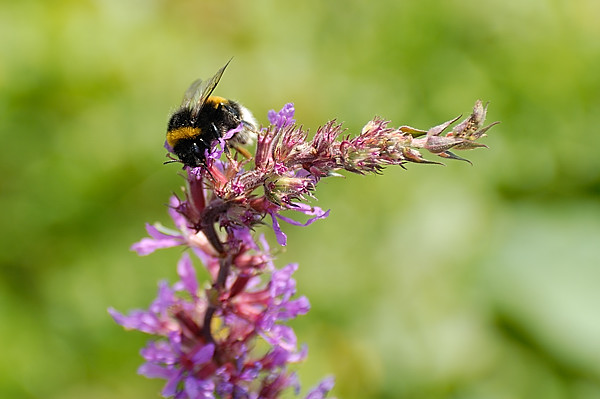 Bumble bee